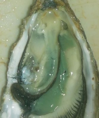 5 douzaines de fines vertes numéro 2 = 5 kg