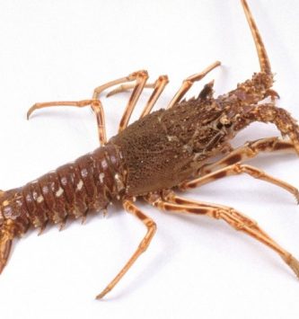 Langouste Royale Vivante - Pièce De 900g