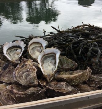 Huîtres de Saint-Riom N°3 - bourriche de 100 pièces (8 douzaines)