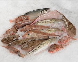 POISSONS POUR LA BOUILLABAISSE