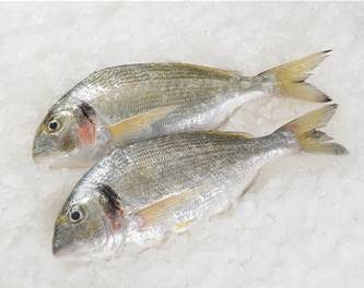 DAURADE ROYALE GRANDE