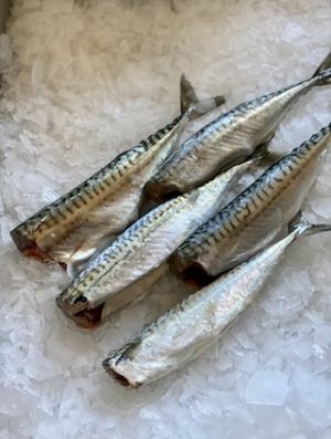 Maquereau Vidé “Prêt à cuire”