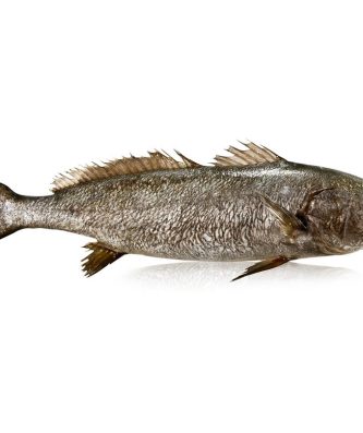 Le filet de Maigre ASC