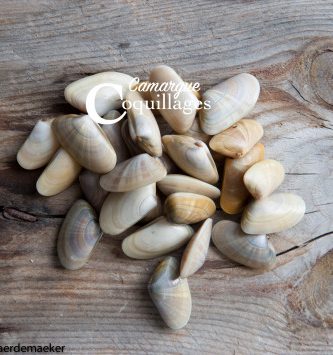 Tellines De Camargue - Pêche Durable Et Responsable
