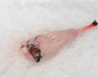 QUEUE DE BAUDROIE FRAÎCHE GRANDE