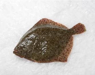 TURBOT GRAND
