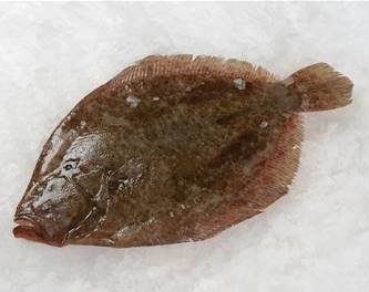 TURBOT MOYEN