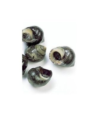 BIGORNEAUX NOIRS VIVANTS - SACHET DE 500G