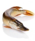 BROCHET VIDÉ PIÈCE DE 1, 5 KG