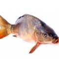 CARPE VIDÉE LA PIÈCE 1,3KG