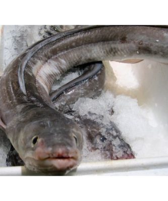 CONGRE ENTIER - 3.5KG