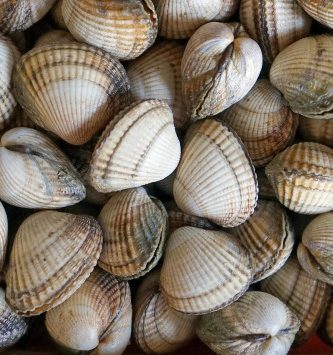 Coque Moyenne Vivante - Lot De 1kg