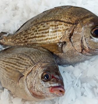 Dorade Grise Vidée - Lot De 1,2kg (3/500g Par Pièce)