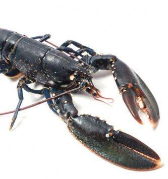 Homard Breton Vivant - Pièce De 700g