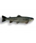 GROS OMBLE CHEVALIER LOT DE 2 PIÈCES DE 600GR