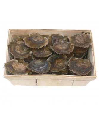 HUÎTRES PLATES DE BELON - BOURRICHE DE 50