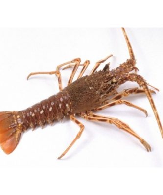 LANGOUSTE ROYALE VIVANTE - PIÈCE DE 900G