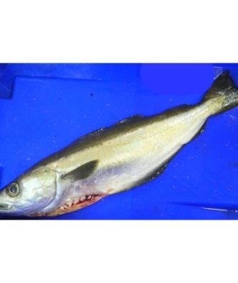 LIEU JAUNE ENTIER VIDÉ - PIÈCE DE 2KG