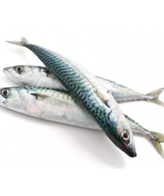 MAQUEREAUX CÔTIERS - 1KG