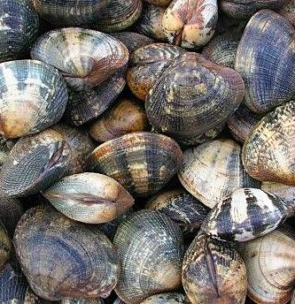 Palourde Moyenne Vivante - Lot De 1kg