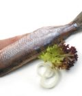 Matjes nature barquette 250g