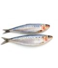 SARDINE ATLANTIQUE ENTIÈRE LOT DE 2KG