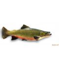 SAUMON DE FONTAINE LOT DE 1KG