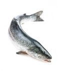 SAUMON ENTIER LA PIÈCE DE 4,5KG