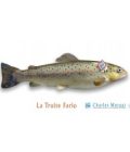 TRUITE FARIO COLIS 3KG