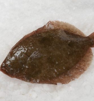 Turbot