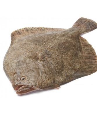 TURBOT SAUVAGE - PIÈCE DE 1.2KG