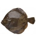 TURBOT VIDÉ LA PIÈCE 2,5KG