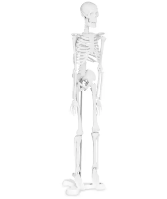 Mini maquette du squelette humain - 45 cm - Échelle 1: