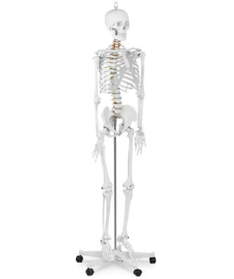 Maquette du squelette humain - grandeur nature