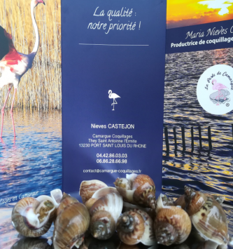Bigorneaux Noisette De Camargue - Pêche Responsable