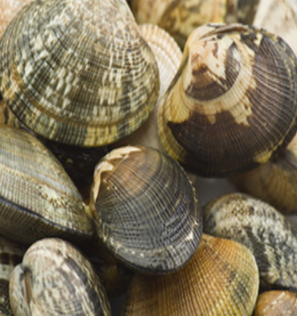 Palourdes Blanches De Camargue - Pêche Artisanale 500g