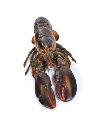 HOMARD EUROPEEN PIÈCE DE 400GR