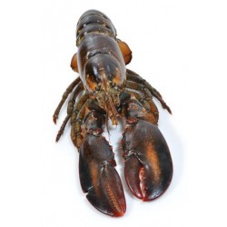 HOMARD EUROPEEN PIÈCE DE 400GR