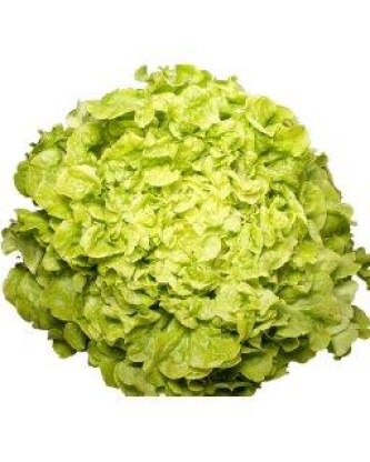 notre selection salade feuille de chene blonde