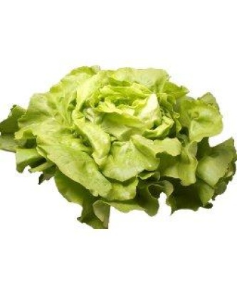 notre selection salade laitue