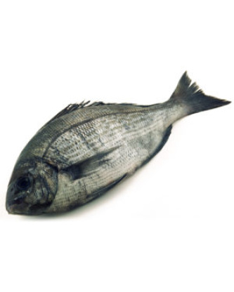 Dorade Grise