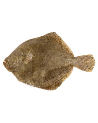 Turbot Sauvage – Vidé