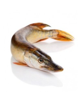 BROCHET VIDÉ PIÈCE DE 1, 5 KG