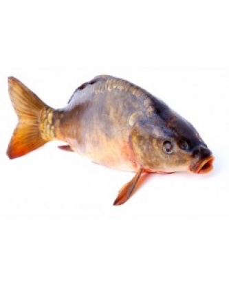 CARPE VIDÉE LA PIÈCE 1,3KG