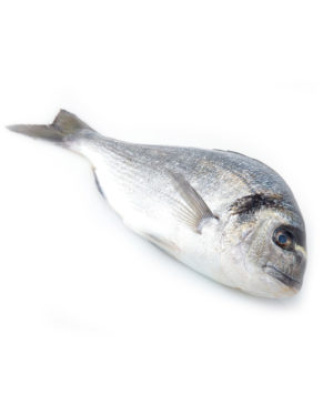 Daurade Royale Sauvage Vidée