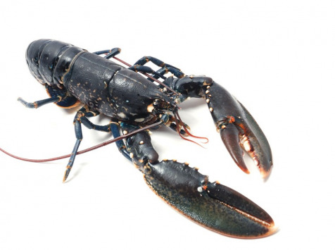 Homard Breton Vivant - Pièce De 700g