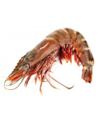 GAMBAS CREVETTES ENTIÈRES CRUES CONGELÉS 16/20 COLIS DE 2,4KG