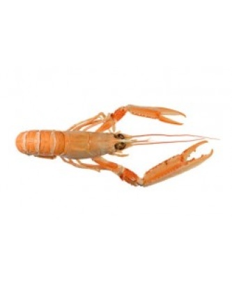 LANGOUSTINE CRUE 20/30 LOT DE 1KG