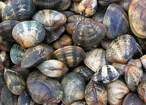 Palourde Moyenne Vivante - Lot De 1kg