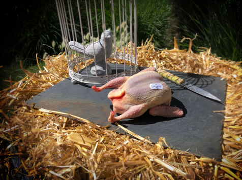 Lot de 10 Pigeonneaux Prêts à Cuire